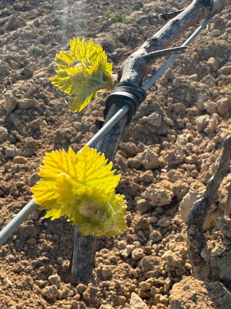 Vins frescos per a una primavera amb abundància hídrica